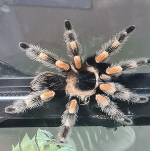 Meet your Posher, Phil